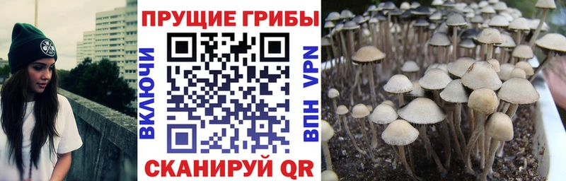 Галлюциногенные грибы Psilocybine cubensis Гагарин